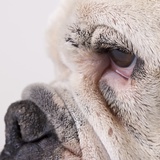Bulldog face