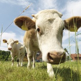 Cows in field