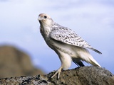 Juvenile Gyrfalcon (Falco Rusticolus), Ellesmere Island, Nunavaut, Arctic Canada