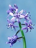 Buy Purple flower at AllPosters.com