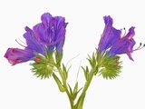 Purple vipers bugloss (echium plantagineum)