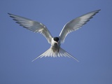 Buy Arctic Tern in Flight at AllPosters.com