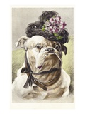 Hand-Colored Postcard of a Bulldog Dressed in a Bonnet