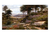 Through the Heather, Dunkeld, Scotland, United Kingdom