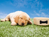 Labrador puppy sleeping by dog bowl