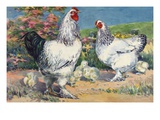 Two adult light brahmas and their chicks.