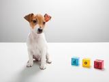 Buy Jack russell puppy and building blocks spelling dog at AllPosters.com