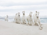 Buy Horses on the beach at AllPosters.com