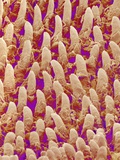 Buy Tongue filiform papillae of a rabbit magnified x300 at AllPosters.com