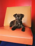 Puppy sitting on Colored Vinyl Chair