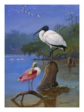 A Wood Ibis Perches with a Roseate Spoonbill on Dead Tree Limbs.