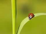 Buy Asian lady beetle on blade of grass at AllPosters.com