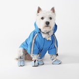 Portrait of a west highland terrier dog dressed up in a raincoat