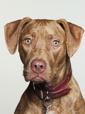 Pit bull terrier