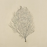 Sea Fan