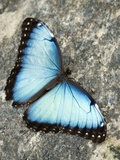 Butterfly, Niagara Botanical Gardens, Niagara Falls, Ontario