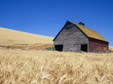 Wheat Crop Growing in Field By Barn