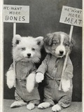 We Want More Bones, We Want More Meat