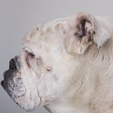 Bulldog