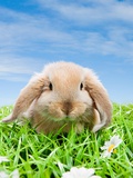Rabbit on grass