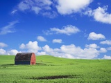 Old Barn Amidst Pea Field
