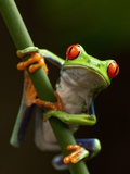 Buy Tree Frog in Costa Rica at AllPosters.com