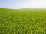 Field of green shoots