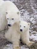 Polar Bear, Ursus Maritimus, Sow and Cub in the Churchill Wildlife Management Area, Hudson Bay, Chu Photographic Print