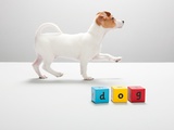 Jack russell puppy and building blocks spelling dog