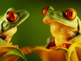 Buy Red-Eyed Tree Frogs at AllPosters.com