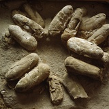 Buy Clutch of Dinosaur Eggs at AllPosters.com