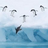 Penguins Jumping into Water