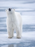 Buy Polar Bear, Svalbard, Norway at AllPosters.com