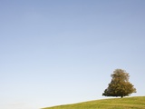 Buy Tree in autumn at AllPosters.com