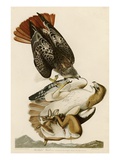 Buy Red-Tailed Hawk at AllPosters.com