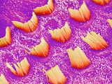 Buy Sensory hair of inner ear (rat) at AllPosters.com