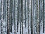 Lodgepole Pine Trees Frosted with Snow