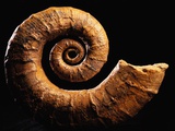 Crioceratite Fossil