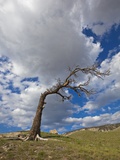 USA Wyoming Yellowstone National Park Dead tree in landscape