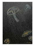 A Painting of Two Species of Deep Water Jellyfish