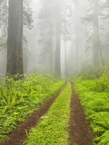 Buy Old forest road running through towering redwood trees at AllPosters.com