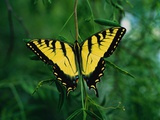 Tiger Swallowtail Butterfly