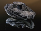 Fossil Skull of Ancient Amphibian