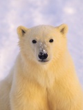 Polar Bear Yearling