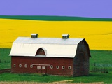 Buy Rape Field and Barn at AllPosters.com
