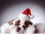 Bulldog Wearing Santa Hat