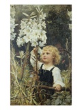 Buy Lilies at AllPosters.com