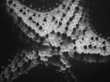 Buy Starfish at AllPosters.com