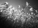 Buy In the Field at AllPosters.com