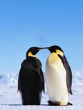 Buy Emperor Penguins Greeting at AllPosters.com